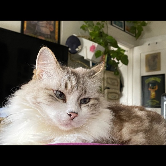 Curious Cat Lives Here - Picture 4 of 16